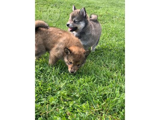 Όμορφα Pomsky κουτάβια